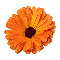 Calendula Oil