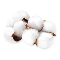 Cotton Phytoessence