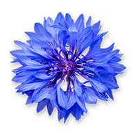 Distilled Cornflower Water