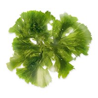 Omega 3 and 6 Microalgae