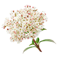 Sambucus Nigra