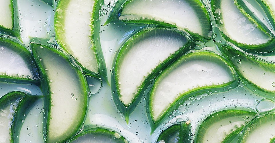 Aloe vera: all the benefits for the skin of the face and body